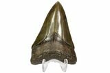 Sharp, Fossil Megalodon Tooth - Georgia #107238-1
